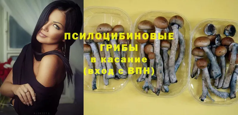 Псилоцибиновые грибы Psilocybine cubensis  Ачинск 